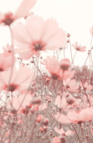 Maua ya Pinki