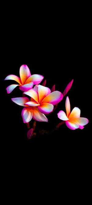 Maua ya Plumeria ya Pretty Mobile — 1440x3200 Picha ya Ukuta