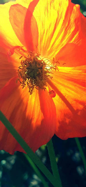 Maua ya Poppy ya Rangi ya Orange wallpaper — iPhone 16 Picha ya Ukuta