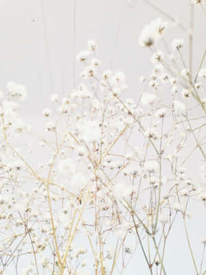 White Aesthetic Background — Nyeupe aesthetic Picha ya Ukuta