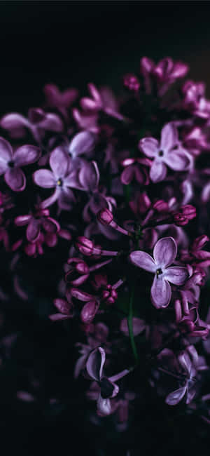 Purple Flower Background — Honor X9e Pro Picha ya Ukuta