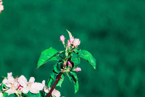 Maua ya spring ya miti wallpaper