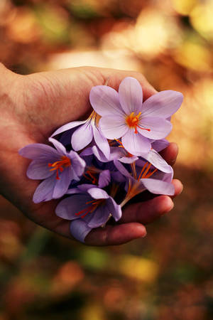 Maua ya spring ya lavender wallpaper