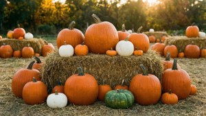 Shamba la pumpkins wakati wa mwanga wa dhahabu na mabundu ya hay na pumpkins nyingi