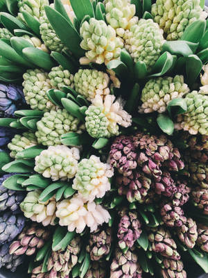 Mawani ya Hyacinth katika soko wallpaper — 3:4 Picha ya Ukuta