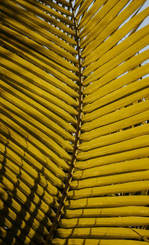 Upande wa karibu wa kipande cha palm cha njano wallpaper — Galaxy Tab S9 Picha ya Ukuta