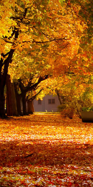 Mazingira ya Autumn ya Pixel 3 — Majira ya anguko Picha ya Ukuta