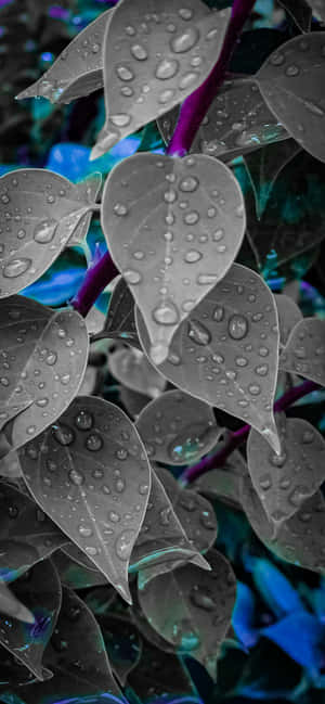 1284x2778 — OnePlus R Picha ya Ukuta