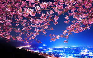 Mazingira ya Miti ya Sakura — Cherry blossom Picha ya Ukuta