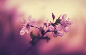 Mazingira ya Miti ya Sakura — Cherry blossom Picha ya Ukuta