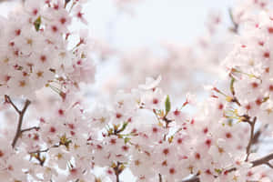Mazingira ya Miti ya Sakura — Cherry blossom Picha ya Ukuta