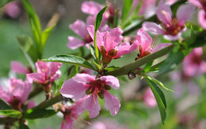 Wallpaper ya mazingira ya pink spring