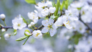 Wallpaper ya mazingira ya white spring flower