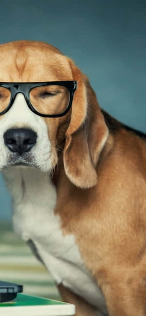 Beagle Dogs Pictures — Honor X9e Pro Picha ya Ukuta