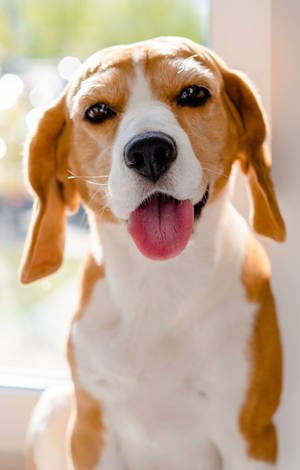 Mbwa Beagle Mzuri na Lugha Yake Nje — RedMagic Tablet Picha ya Ukuta