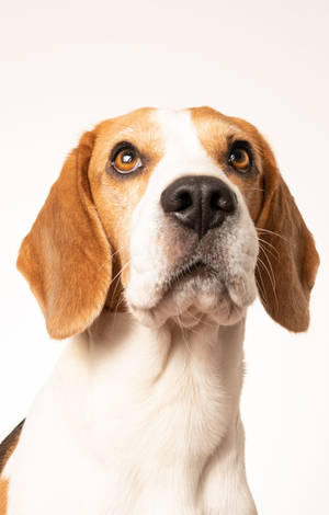 Mbwa Beagle na Kinywa Chini — Redmi Pad Picha ya Ukuta
