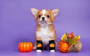 Mbwa Mrembo wa Halloween