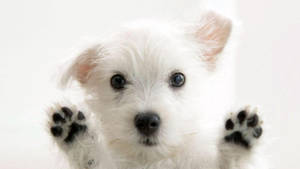 Mbwa Mweupe wa Terrier Mrembo wa Kompyuta — Mbwa mzuri Picha ya Ukuta