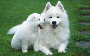 Mbwa Mzuri Akiwa na Alaskan Malamute