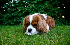 Mbwa wa Spaniel King Charles Mtoto Mzuri