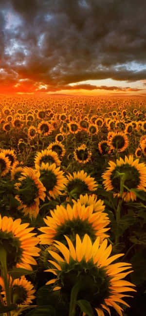 Dark Sunflower — Vivo V70 FE Picha ya Ukuta
