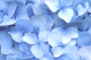 Mandhari ya Bluu Pastel — Buluu Pastel Picha ya Ukuta