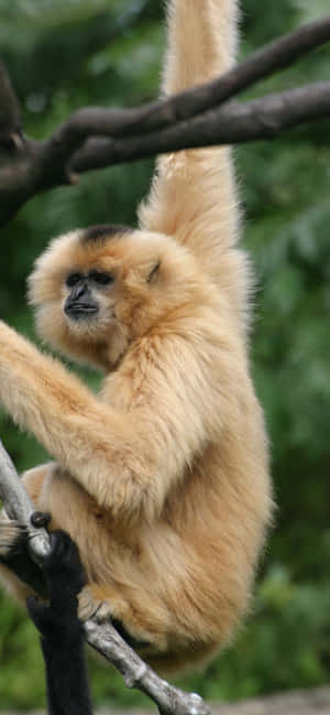 Iphone Xs Max Gibbon Background — Oppo F31 Pro Picha ya Ukuta