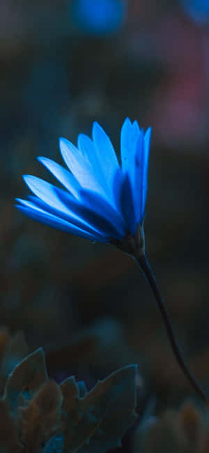 Iphone Flowers — iPhone 16 Picha ya Ukuta