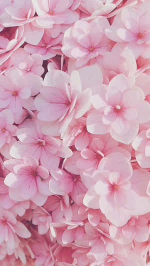 Mawimbi ya Pinki — Pink Floral Picha ya Ukuta