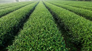 Mwonekano wa angani wa shamba la chai la kijani lenye safu zilizopangwa, lenye utulivu na mifumo. — Kijani aesthetic GIF Picha ya Ukuta