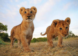Mikono ya Simba Wanaume wallpaper — Simba Picha ya Ukuta