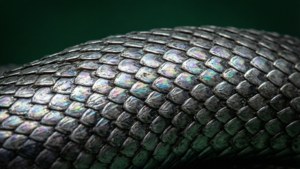 Mikroskopu ya mwani wa Slytherin yenye mwani wa mwani wa mwani. — Slytherin Aesthetic Picha ya Ukuta