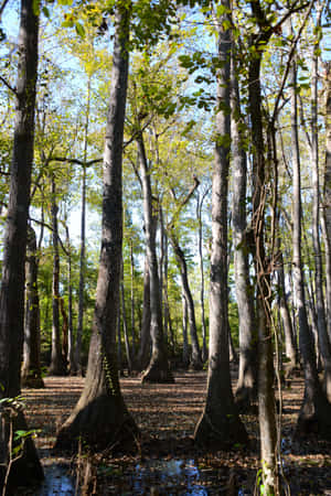 Misissippi Woods — Msitu mweusi Picha ya Ukuta