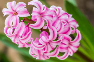 Miss Saigon Hyacinth Flowers Wallpaper — Warm Picha ya Ukuta