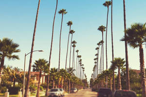 Miti ya Kamba Mrefu Sunset Boulevard wallpaper