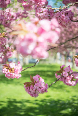 Beautiful Blooming Trees in Spring — IQOO Pad5 Pro Picha ya Ukuta