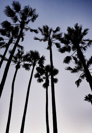 Kivuli cha miti ya Mexican Palm yenye mwanga wa dim wallpaper — Oppo Pad 4 Pro Picha ya Ukuta