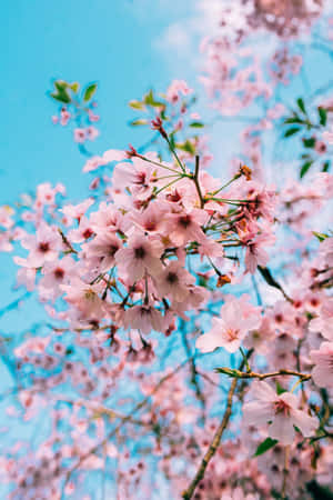 Miti ya Spring ya Sera na Mwangaza wa Saa ya Fajiri — Xiaomi Mix Picha ya Ukuta