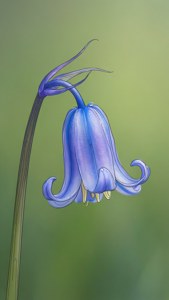 Sana la mstari la mwisho la mwitu wa bluebell katika kijani kibichi. — iPhone 5 Picha ya Ukuta