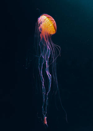 Glowing yellow  jellyfish in dark anime wallpaper — Oppo Pad 4 Pro Picha ya Ukuta