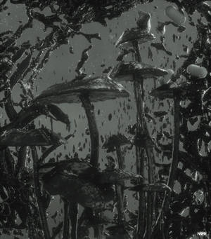 Mushroom black and white painting wallpaper — Galaxy Z Fold 6 Picha ya Ukuta