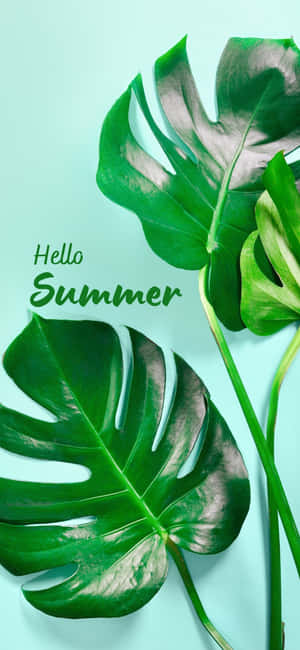 Iphone X Summer Background — Oppo F33 Picha ya Ukuta