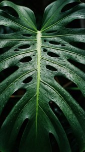 Picha ya makro ya mwani wa monstera na mvua za mvua zinazomwani, ikijenga mwanga wa mwanga. — Kijani aesthetic GIF Picha ya Ukuta