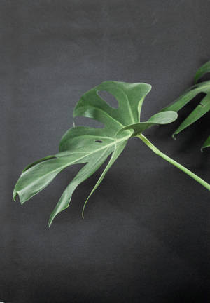 Monstera On Black Surface wallpaper — OnePlus Pad Go 2 Picha ya Ukuta