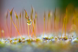Photo of water dew on tiny green sprouting grass on blurred garden wallpaper. — Kiangazi Picha ya Ukuta