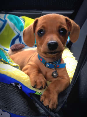 Picha za Mpaka wa Dachshund — iPad Air 13 Picha ya Ukuta
