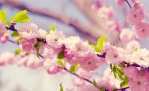 Mandhari ya Mwani Nyekundu — Pink Floral Picha ya Ukuta