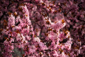 Msimu wa cherry blossom pink wallpaper