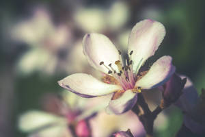 Msimu wa Spring Flower shallow focus wallpaper