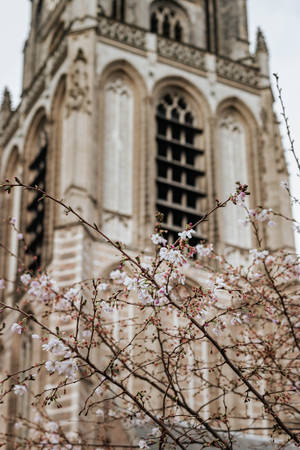 Msimu wa spring aesthetic wallpaper